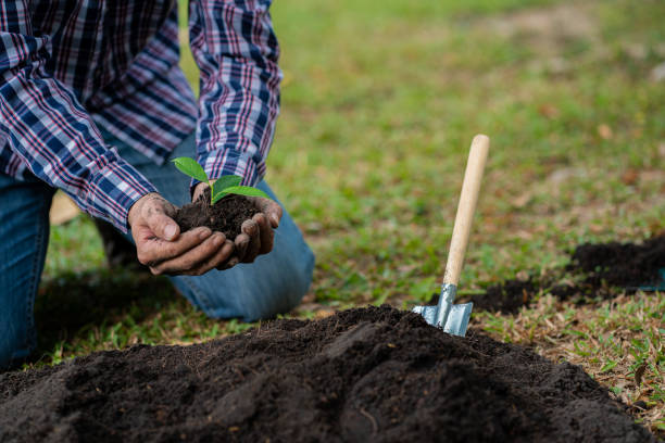 istock A young man holds a small green sapling to the ground. Preparing early spring for the gardening season. Closer. Love the earth concept to protect the environment. 1405171213