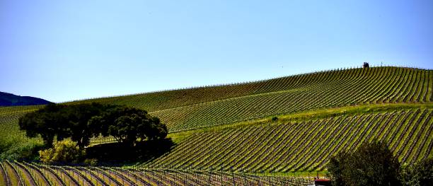 istock Wine Country in The Valley 1405171731