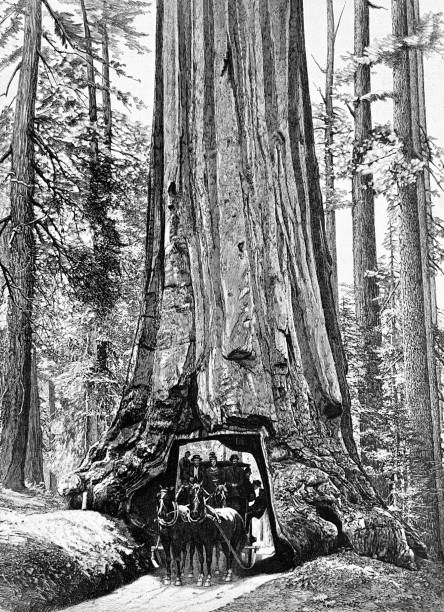 istock Giant tree in California, Mariposa valley 1405172956