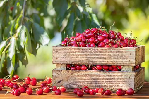 ripe cherries in crate on wooden table with blurred green garden on the background. Concept of harvest and summer berries season