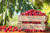 istock ripe cherries in crate on wooden table outdoors 1405173316