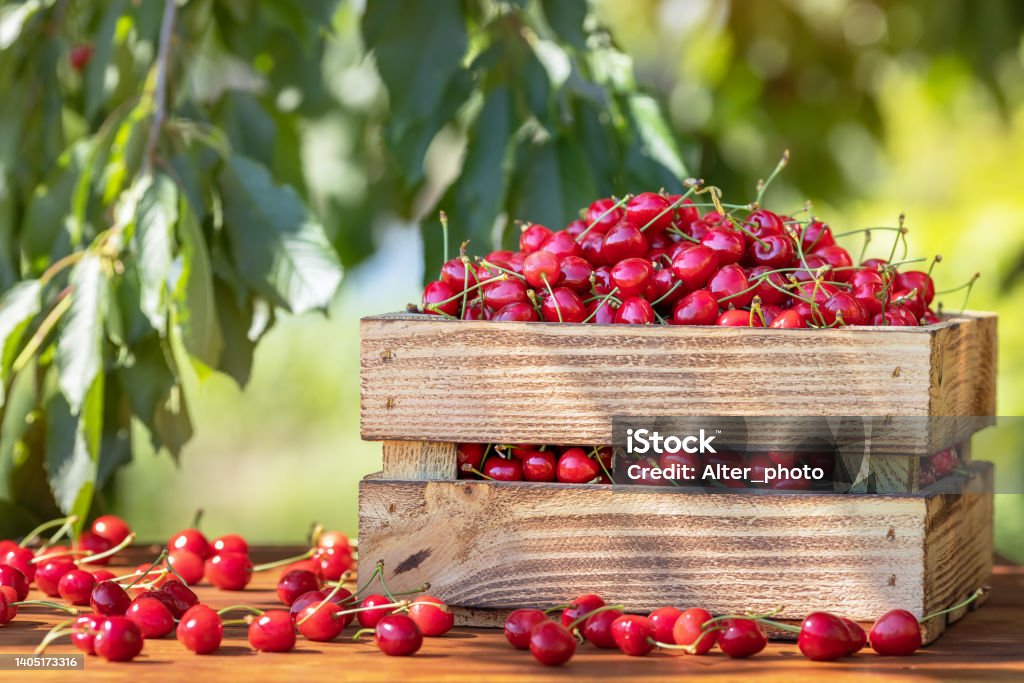 ripe cherries in crate on wooden table outdoors ripe cherries in crate on wooden table with blurred green garden on the background. Concept of harvest and summer berries season Cherry Stock Photo