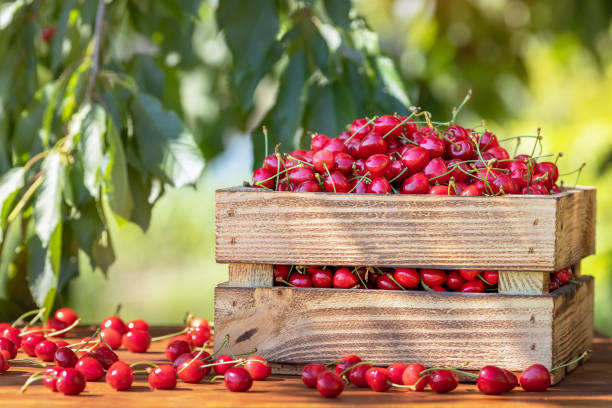 ripe cherries in crate on wooden table outdoors stock photo