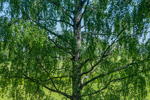 Fantasy looking old big tree next to the grey lake. Growing green grass with brown leaves.