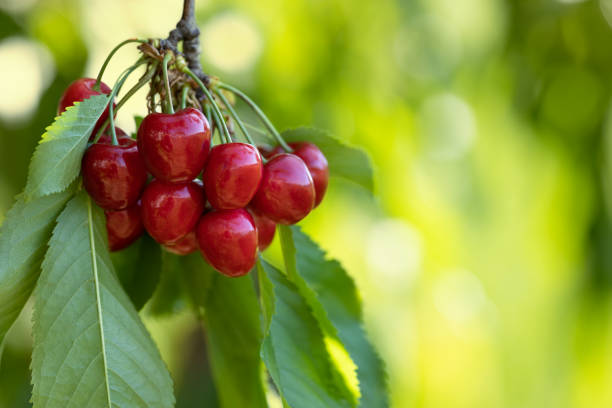 istock ripe red cherries hanging on branch in garden 1405174033