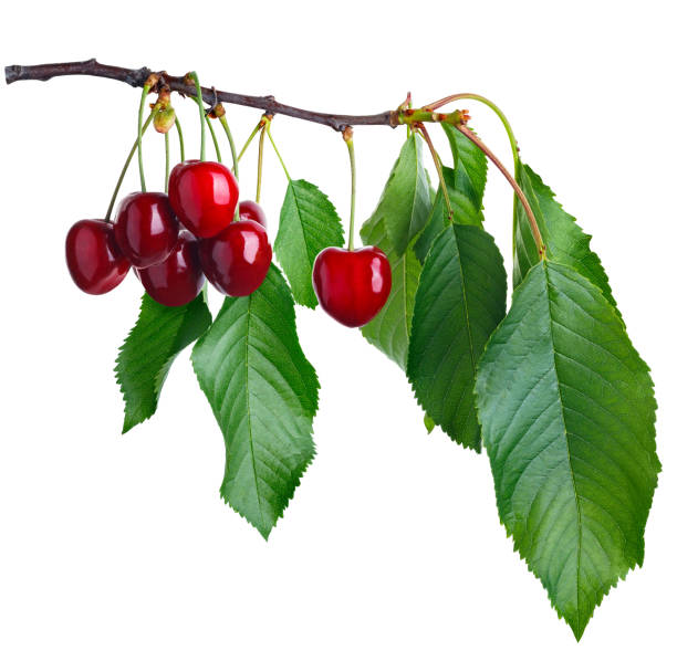 istock ripe cherries on branch with leaves isolated on white 1405174140