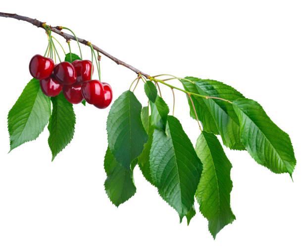 istock cherry branch with ripe red berries isolated on white 1405174147