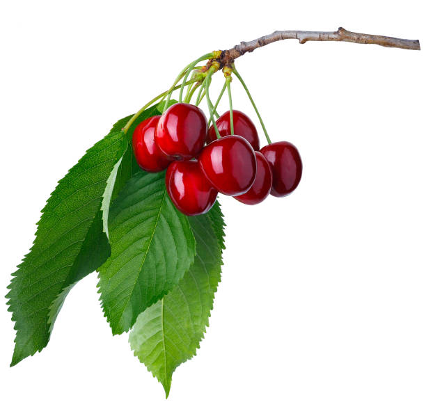 istock branch with ripe cherries isolated on white 1405174157