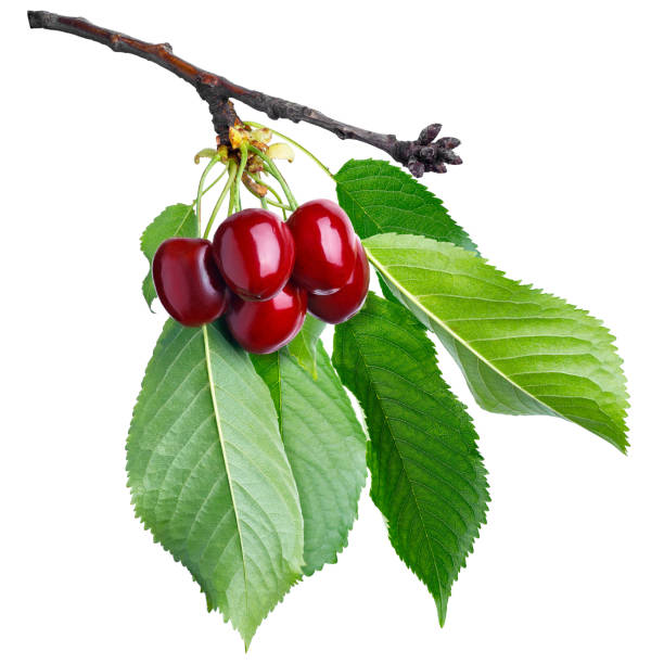 istock fresh red cherries on branch with leaves isolated on white 1405174162