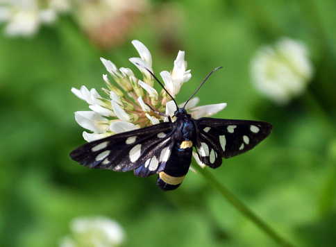 Butterfly Amata phegea sits on a flower of a white clover