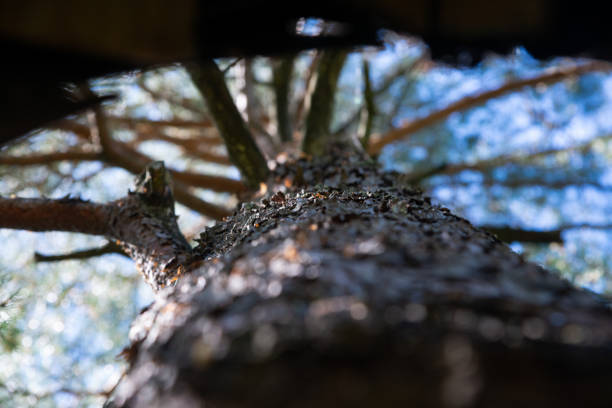 View up on the pine tree trunk. Beautiful bokeh background.
