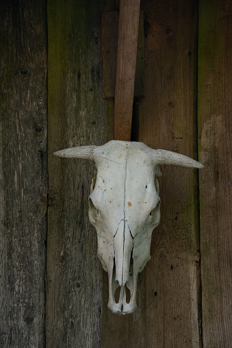 skull of a cow on a wooden wall. front view