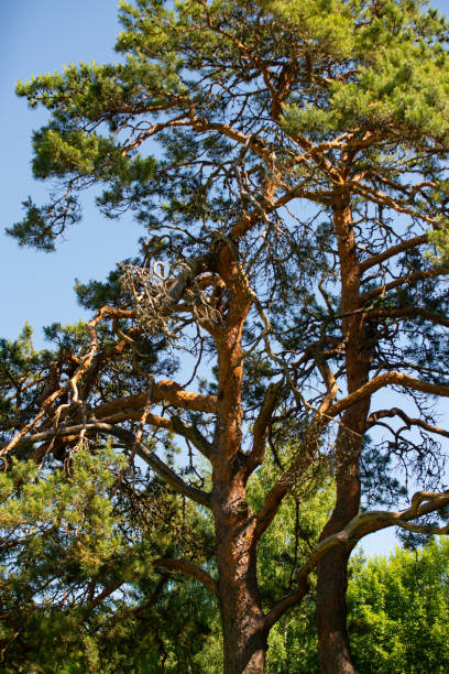 istock Red pine with green needles under the blue summer sky. 1405175430