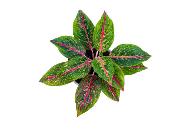 istock Aglonema red fire in pot and seen from above isolated on white background with clipping path included. The leaves are dominated by a bright red and green color, can be used as wallpaper 1405176641