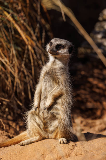 istock Meerkat portrait, Suricata suricatta 1405176642