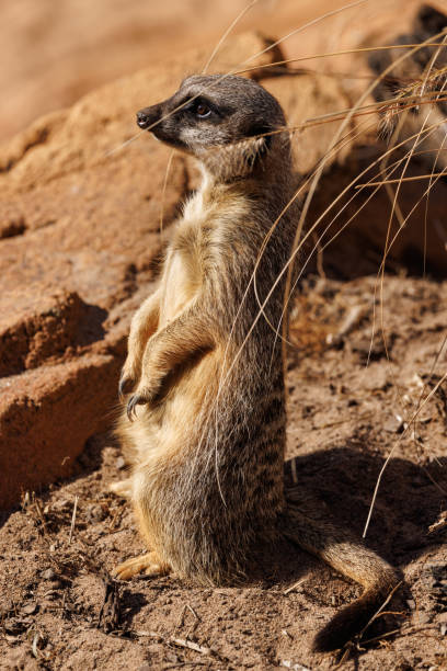 istock Meerkat portrait, Suricata suricatta 1405176643