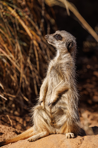 Close up color image depicting meerkats standing to attention in captivity. Room for copy space.