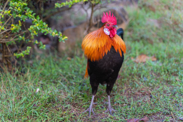 wild fowl stock photo