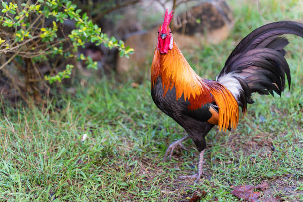 wild fowl stock photo