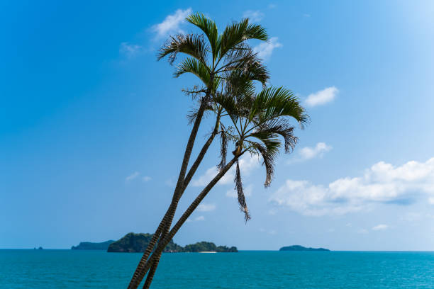 Three palm trees stock photo