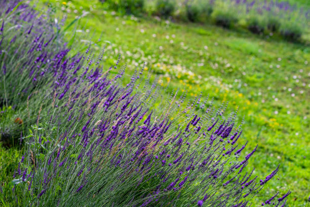 istock Blooming lavender plant in the garden 1405178585