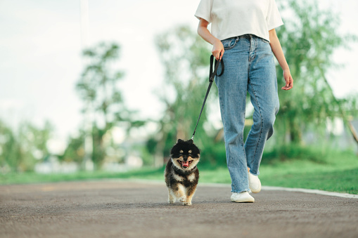 Owner walking with dog together in park outdoors, copy space