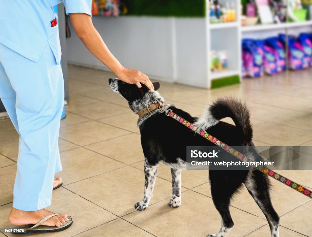 Vet stroking the dog's head Unrecognizable vet in uniform stroking the dog's head indoors Dog Stock Photo