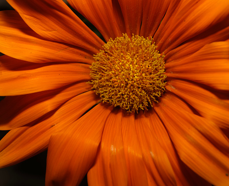 An orange Treasure Flower, close overhead view