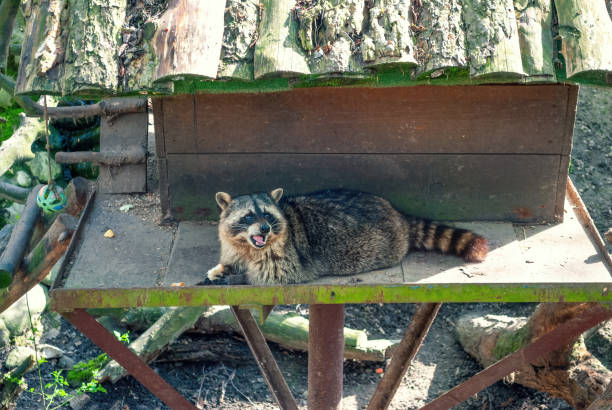 Cute raccoon lying and eating piece of white bread. Funny racoon surprised and shocked with open mouth