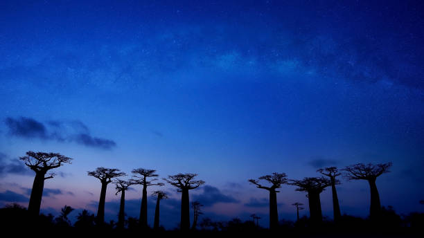 gwiaździsta noc z aleją baobabu i sceną zachodu słońca w morondava, madagaskar - baobab zdjęcia i obrazy z banku zdjęć