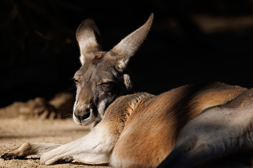 Kangaroo resting in the morning sun.