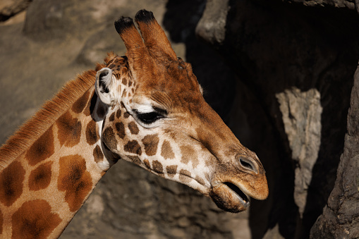 Close-up on the face of a giraffe.