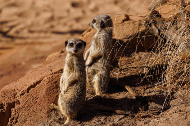 istock Two meerkats on lookout. Suricata suricatta 1405183104