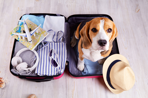 A beagle dog sits in an open suitcase with clothes and leisure items. Summer travel, preparing for a trip, packing luggage. Top view.