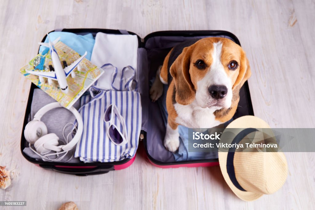 A beagle dog sits in an open suitcase with clothes and leisure items. Summer travel, preparing for a trip, packing luggage. A beagle dog sits in an open suitcase with clothes and leisure items. Summer travel, preparing for a trip, packing luggage. Top view. Dog Stock Photo