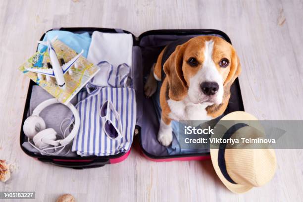 A Beagle Dog Sits In An Open Suitcase With Clothes And Leisure Items Summer Travel Preparing For A Trip Packing Luggage Stock Photo - Download Image Now