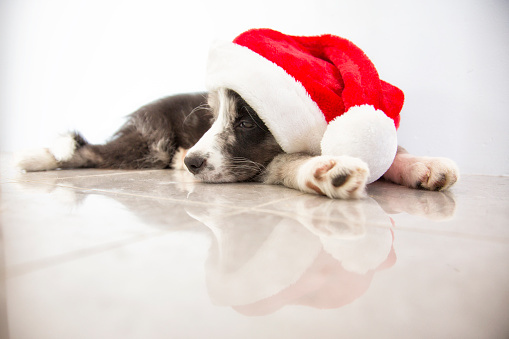 Cute Christmas dog with red Santa hat sitting on white background. Christmas or New Year card with golden retriever.