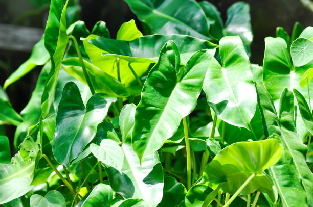 istock Philodendron burle marxii, Philodendron plant or green leaf 1405184210