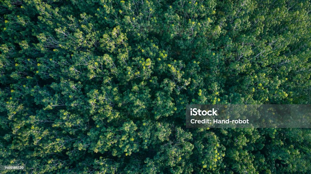 Aerial top view forest tree, Rainforest ecosystem and healthy environment concept and background, Texture of green tree forest view from above. Above Stock Photo