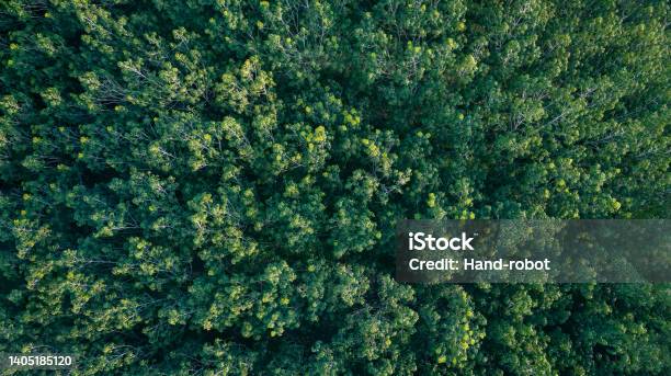 Aerial Top View Forest Tree Rainforest Ecosystem And Healthy Environment Concept And Background Texture Of Green Tree Forest View From Above Stock Photo - Download Image Now