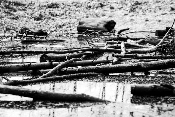 Tree trunks on water closeup monochrom stock photo
