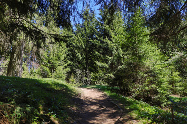 Hiking trail in the Forest of the european alps stock photo