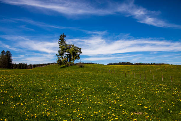 Landscape of a Meadow with yellow flowers stock photo