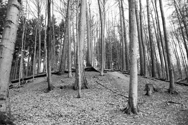 Tree landscape early spring, monochrom stock photo