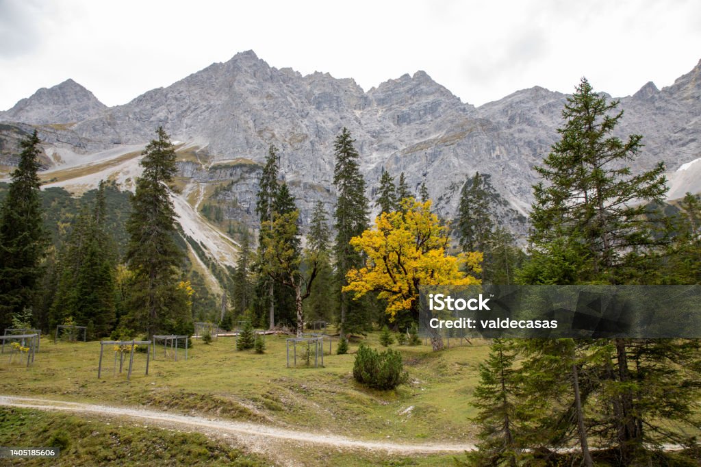 Small Ahornboden in Eng, Austria. Karwendel Mountains Small Ahornboden in Eng, Austria, Karwendel mountain range with a mapple tree in front Beauty In Nature Stock Photo