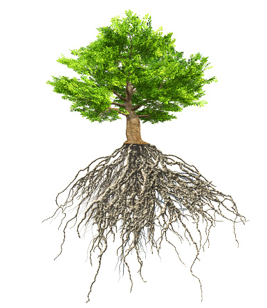 tree with roots isolated, 3D illustration
