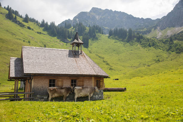 Little Church in the european alpes with cows and mountains in the background stock photo