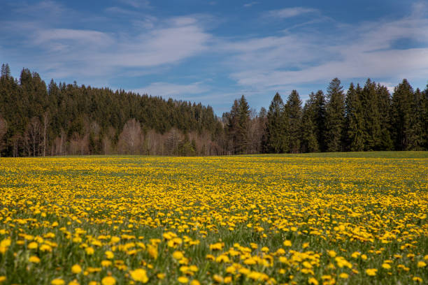 Landscape of Ammertal Meadow with yellow flowers stock photo