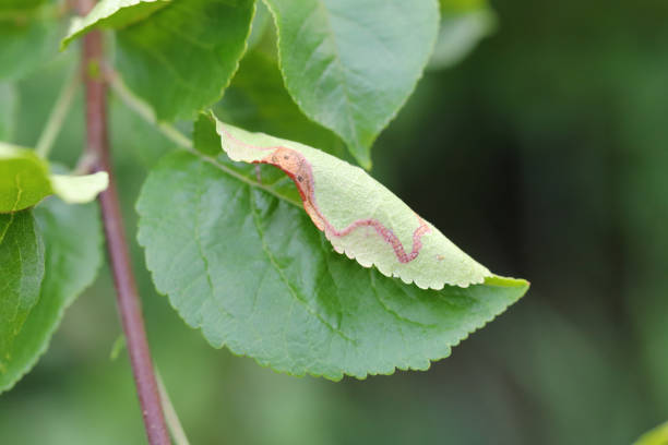 Three silkworms eating mulberry leaves.