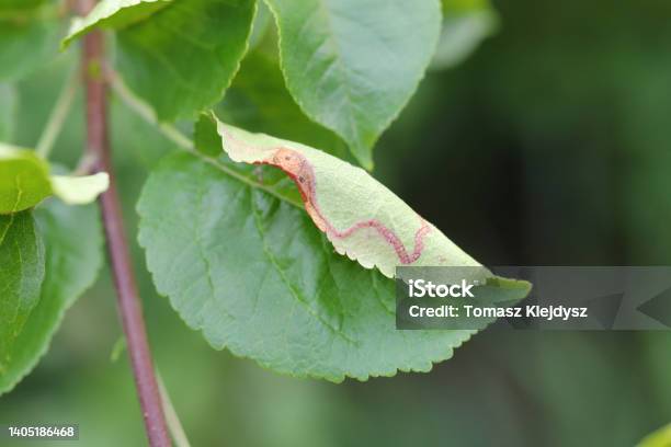 Leafminer Foraging On An Apple Tree Leaf In The Garden Stock Photo - Download Image Now